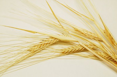 小麦种子生产|河北小麦种子生产|河北小麦种子生产厂家|博信供