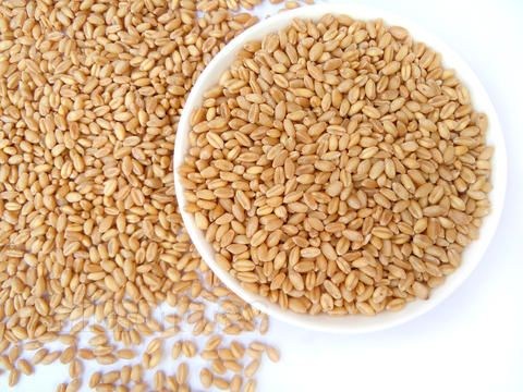 河北小麦种子|河北小麦种子品牌|河北小麦种子品牌推荐|博信供
