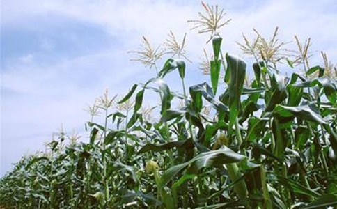 山东高产玉米种子厂家|高产玉米种子厂家|高产玉米种子厂家销量|博信供