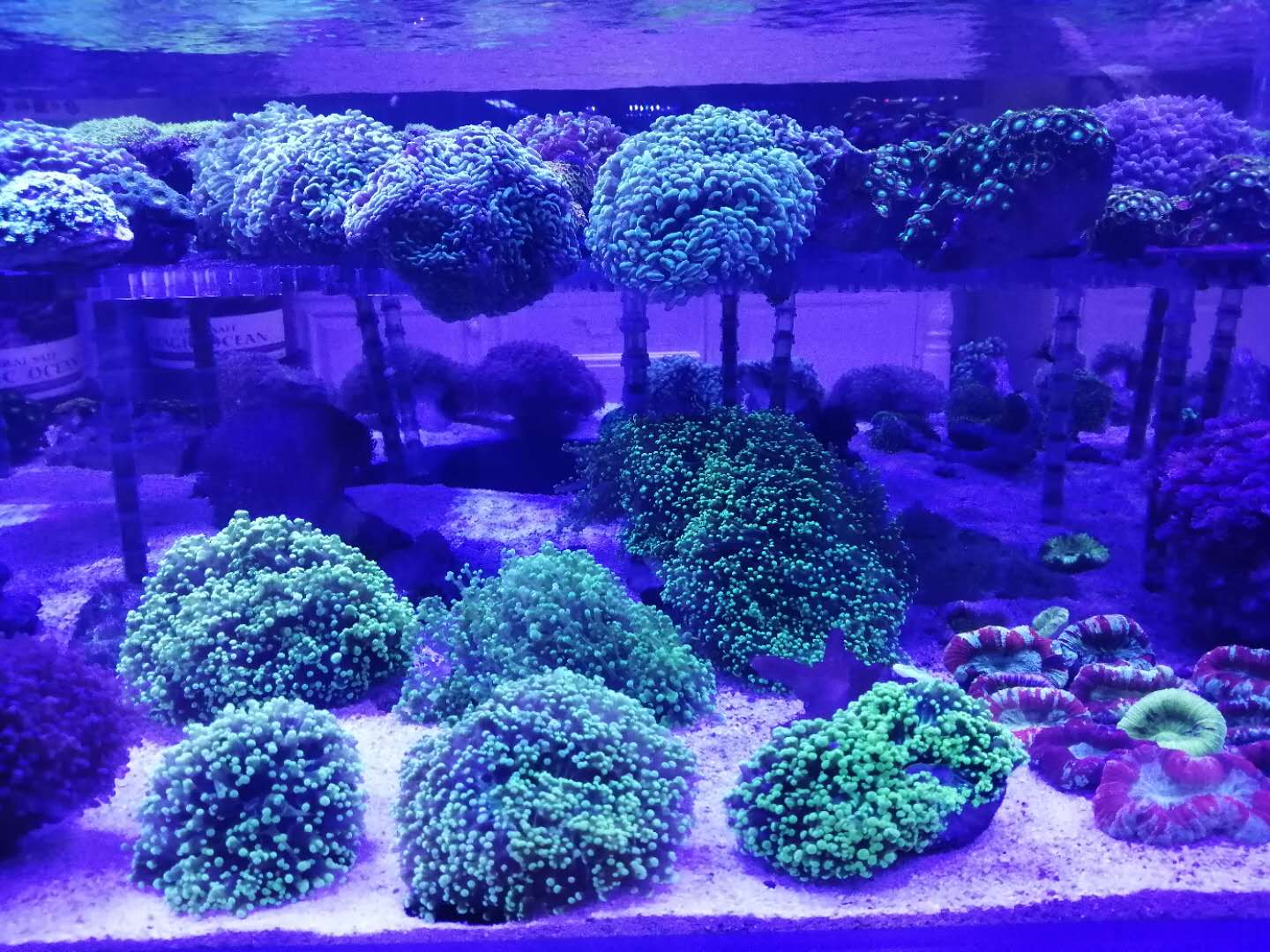 济南上门清洗鱼缸（水族箱）、鱼池