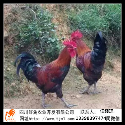 平凉血毛土鸡苗生产厂家孵化厂黄杂鸡