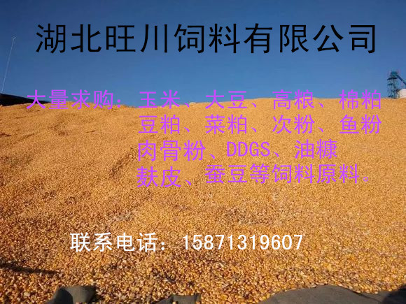 旺川求购玉米棉粕荞麦碎米