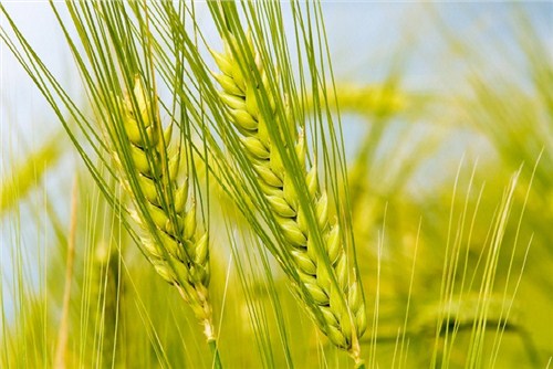 山东抗病小麦种子|抗病小麦种子种植|抗病小麦种子种植基地|博信供