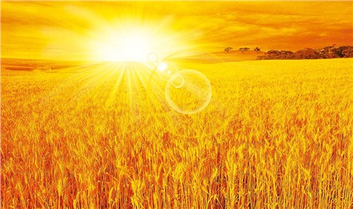 小麦种子新品种|小麦种子新品种产地|山东小麦种子新品种产地|博信供