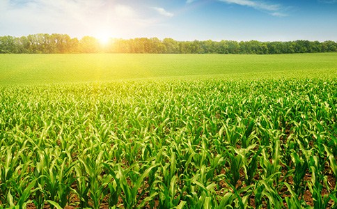 辽宁高产玉米种子|高产玉米种子生产|高产优良玉米种子生产|博信供