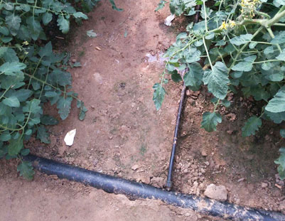 河南种植柑橘使用喷灌还是滴灌