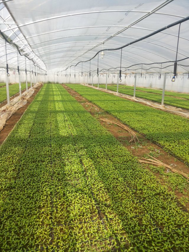湖南永州膜下滴灌用贴片滴灌带 型号齐全