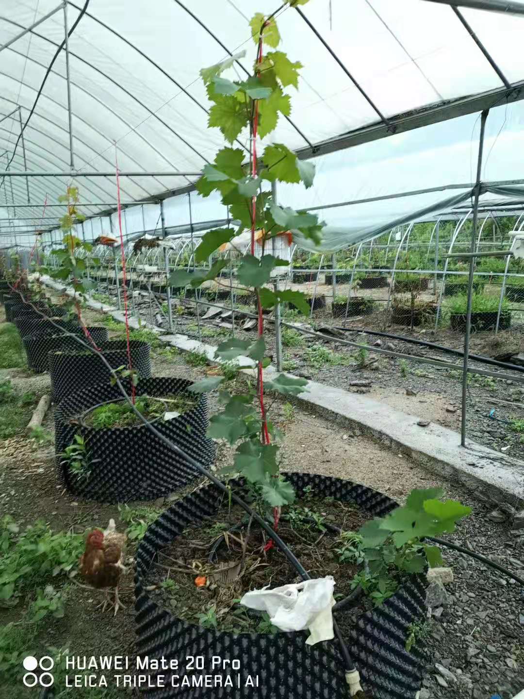 陕西榆林葡萄滴灌用滴灌管  型号齐全