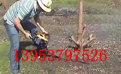 汽油链条式挖树机挖土球专用挖树机