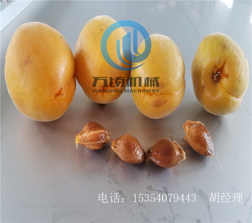 沧州杏去核机大中小型号齐全
