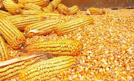 玉米收购商诚信收购玉米高粱黄豆荞麦碎米等饲料原料