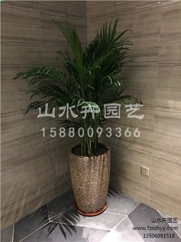 君子兰养几年才开花，君子兰不开花的三种原因
