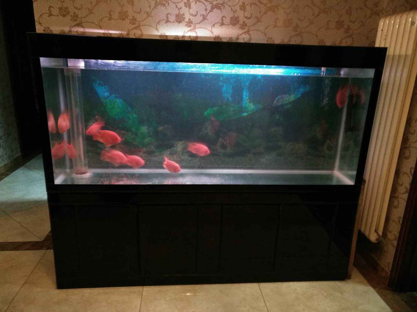 济南高新区鱼缸售后