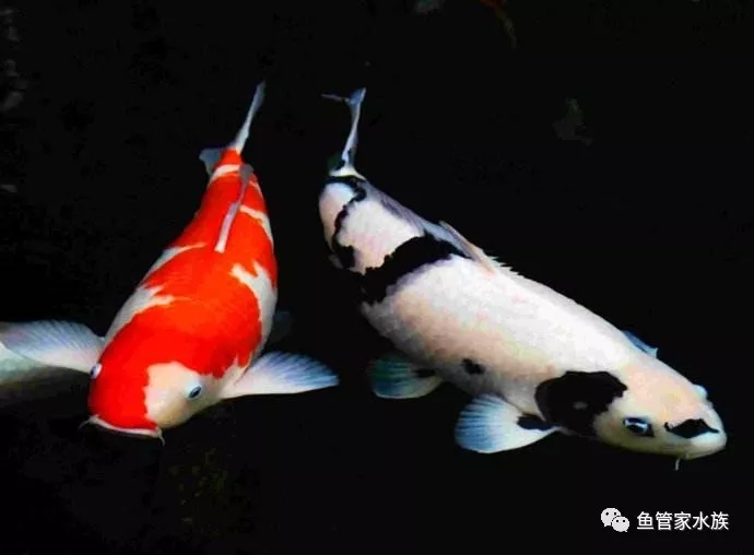 济南锦鲤鱼销售