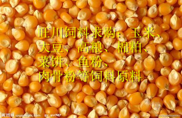旺川大量求购玉米高粱棉粕