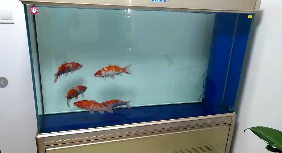 济南高新区齐鲁软件园鱼缸托管