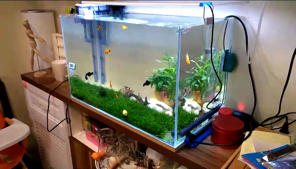 济南高新区舜泰广场鱼缸清洗