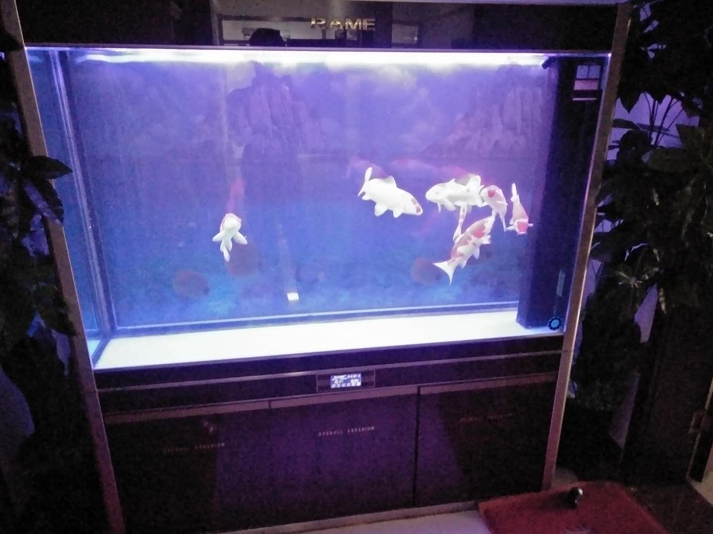 济南高新区奥体中心鱼缸维修