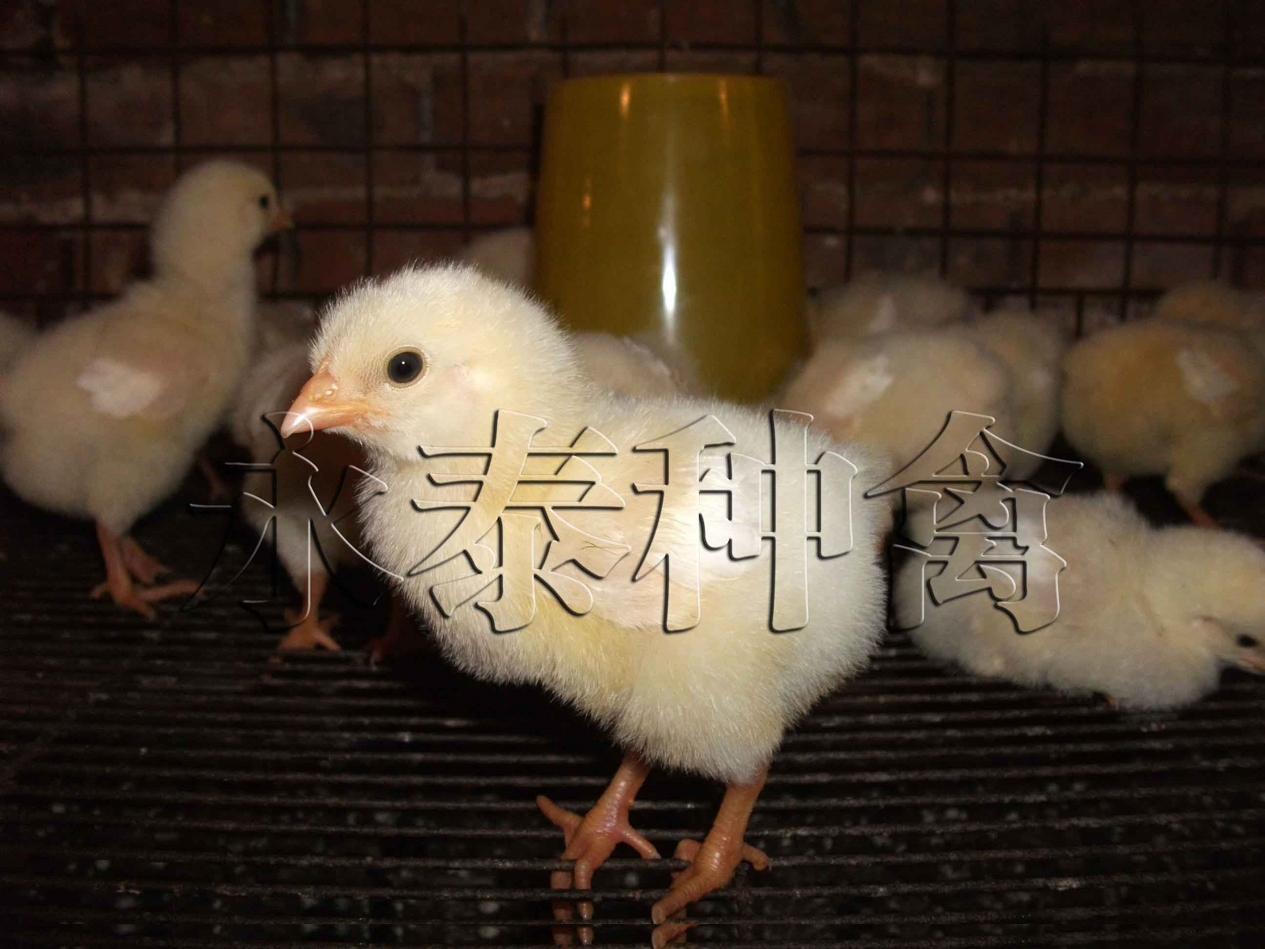 天津罗曼粉蛋鸡生产厂家