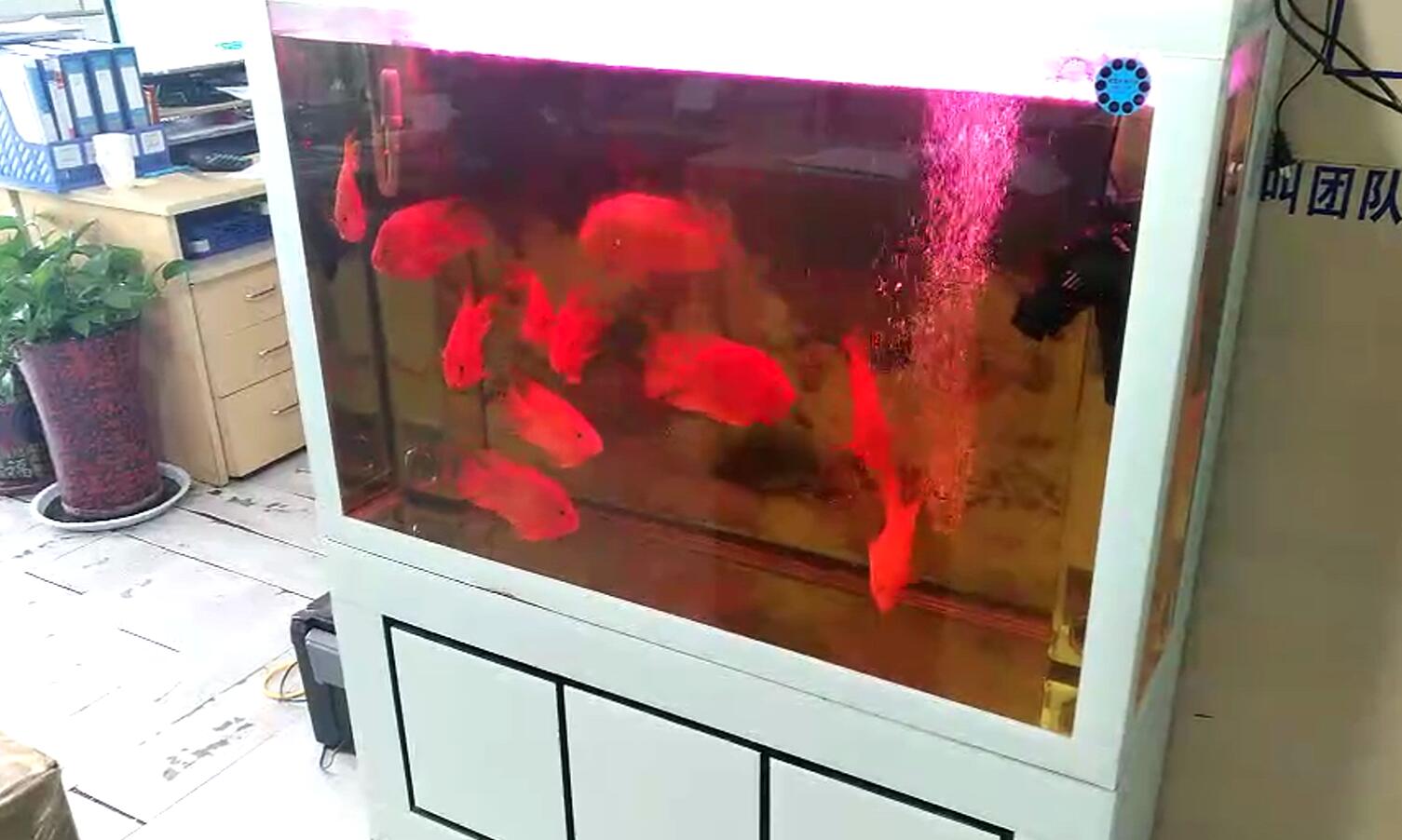 济南历下区燕山立交鱼缸托管