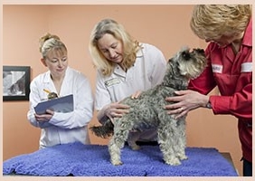 多格儿提供专业宠物快递服务，用心服务于客户
