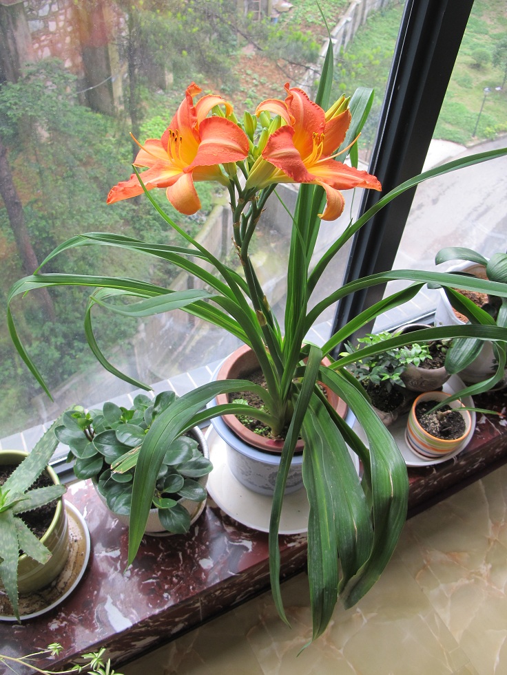 新品花卉种苗萱草花批发