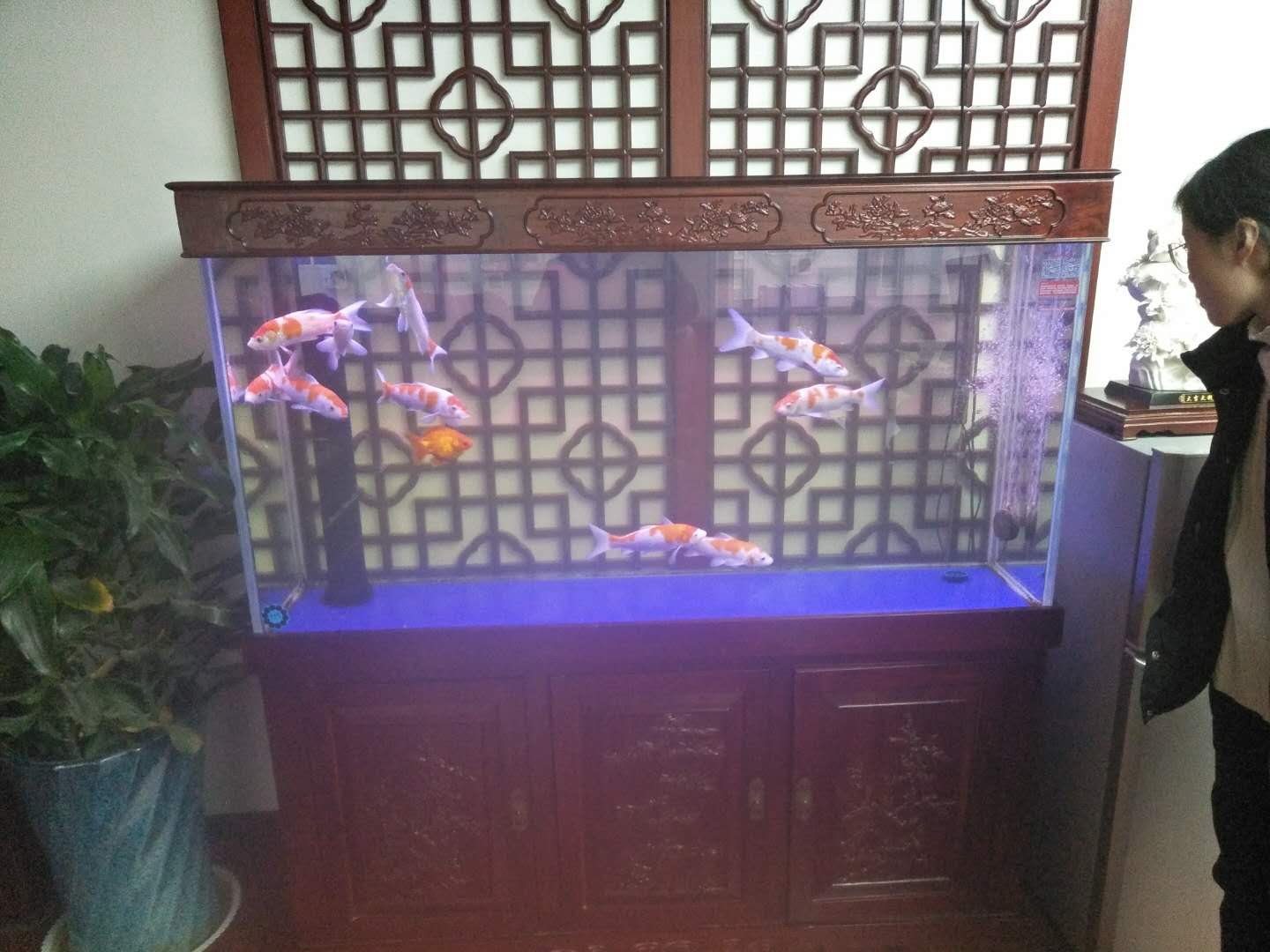 济南舜泰广场鱼缸消毒