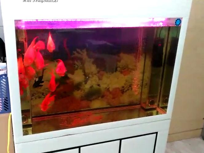 济南高新鱼缸维修