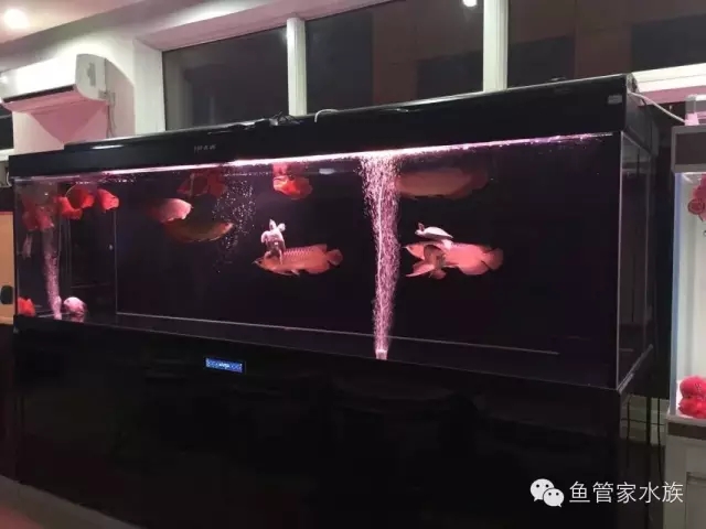 济南高新汉峪金谷鱼缸消毒
