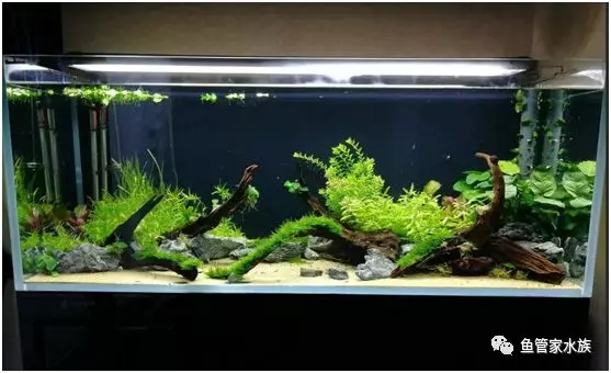 济南高新齐鲁软件园鱼缸造景