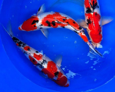 济南高新观赏鱼出租