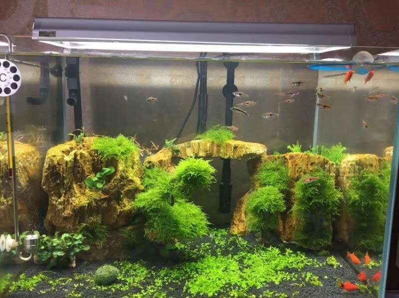 济南历下区二环东路鱼缸造景