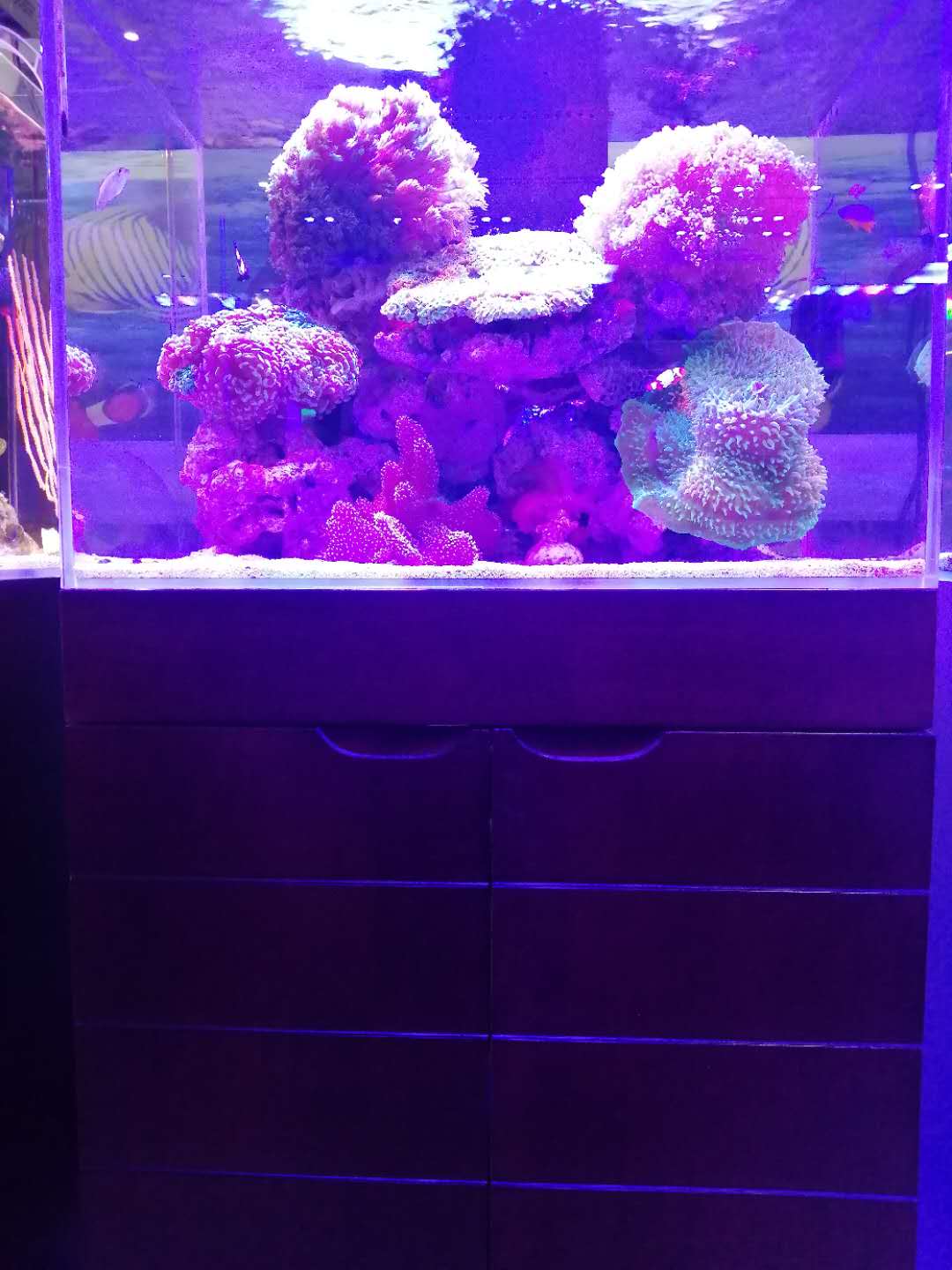 济南高新区龙奥天街海水缸清洗