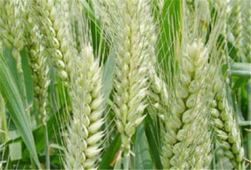 小麦种子|海南小麦种子厂家|哈尔滨小麦种子供应商|博信供