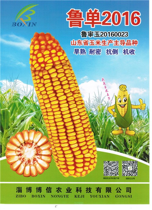 玉米种子|四川玉米种子厂家|哈尔滨玉米种子商家地址|博信供
