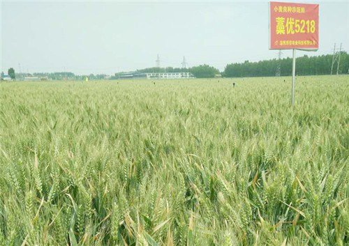 小麦良种|大同小麦良种采购热线|山东小麦良种供应商|博信供