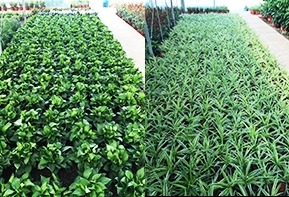 上海植物租赁生产线上海绿植租摆生产线厂家直销