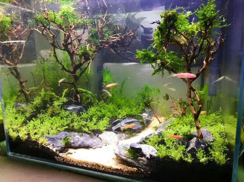 济南高新区龙奥天街鱼缸造景