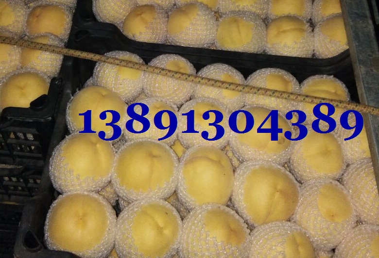 黄金蜜毛桃-陕西纸袋黄金蜜毛桃产地行情