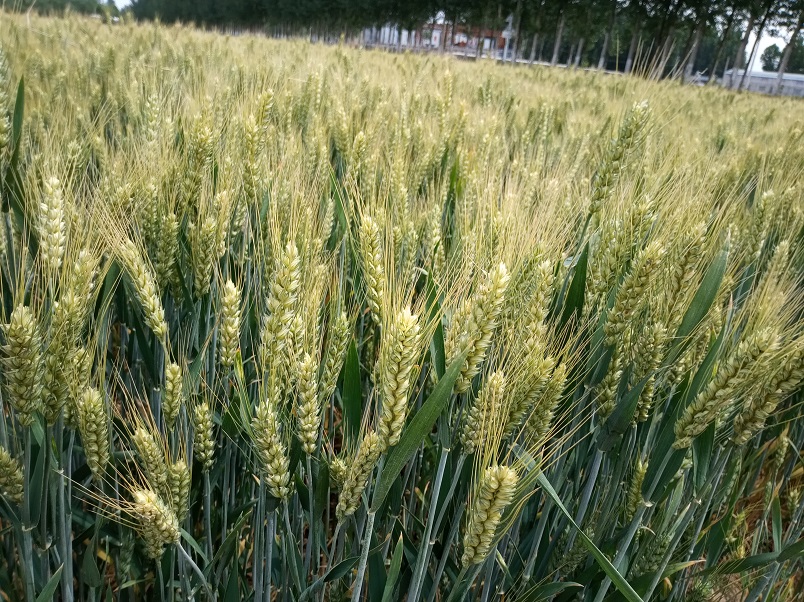 高产小麦新品种抗盐碱小麦品种德抗961