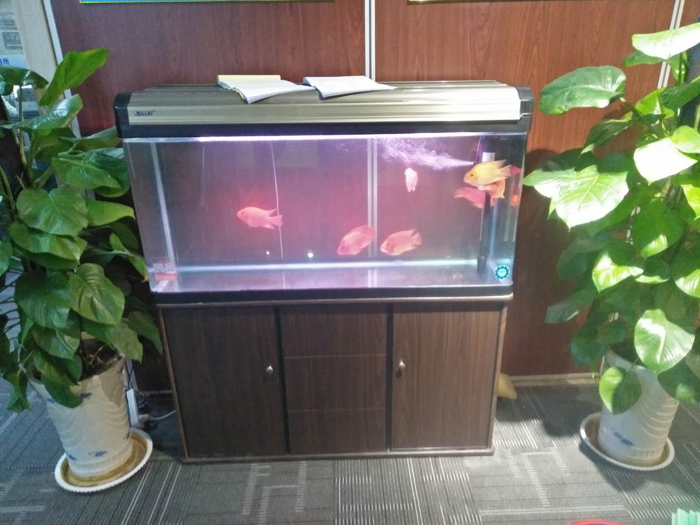 济南高新区汉峪金谷鱼缸换水