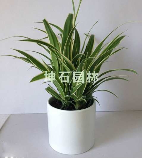 上海市 植物出租哪家好|新品 植物租摆上哪买