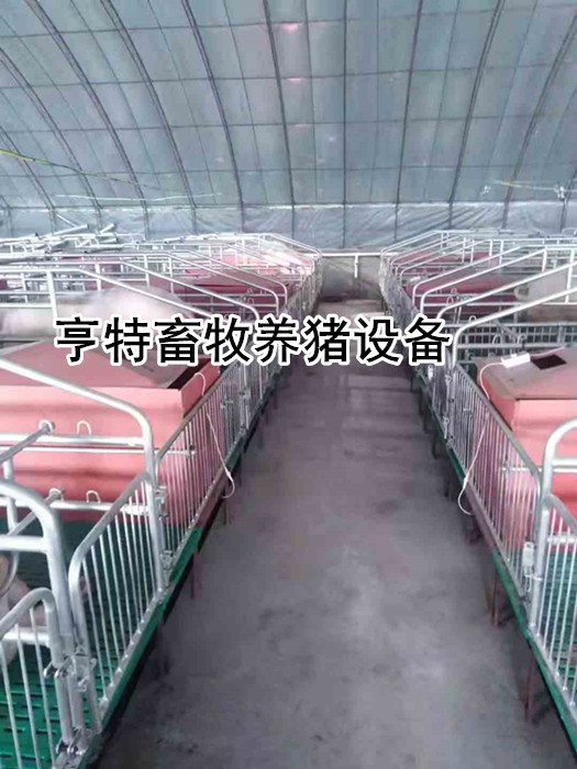 安徽阜阳猪舍复合连体母猪产床带防压杠猪栏