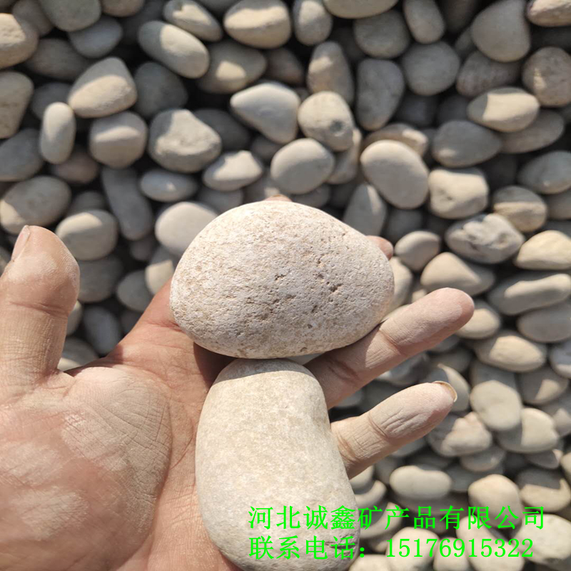 灵寿诚鑫供应 河卵石 变压器用卵石 铺路鹅卵石