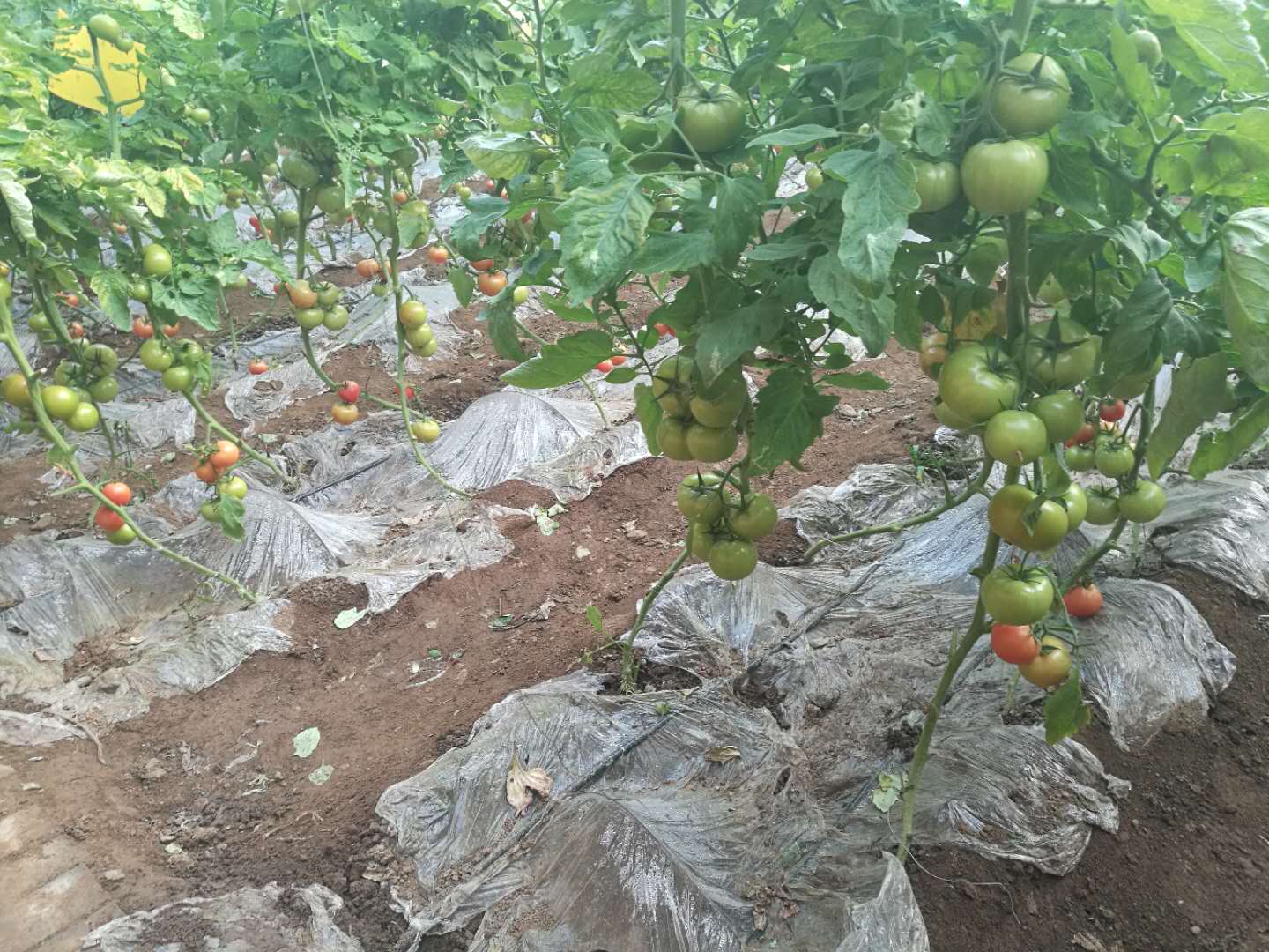 黄瓜种植水肥一体化安装技术