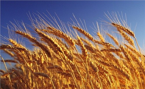 新乡小麦增产|新乡有机小麦种子|新乡小麦高产技术|博信供