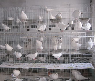 鸽子养殖棚3层12位鸽笼镀锌鸽笼