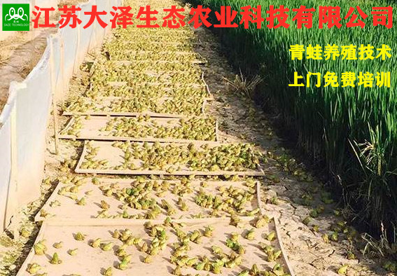 江苏优良的青蛙卵种苗，青蛙养殖基地【江苏大泽科技】技术支持