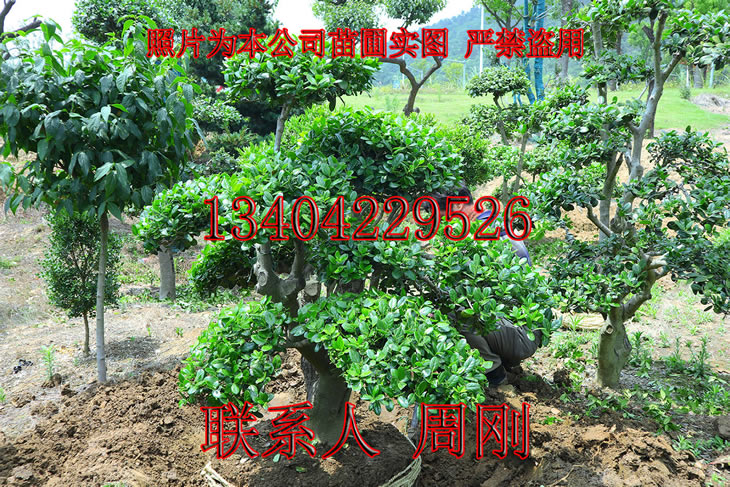 苏州造型无刺枸骨培育基地 鸿运果种植苗圃 景观造型树苗木批发