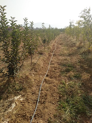 膜下滴灌值得推广